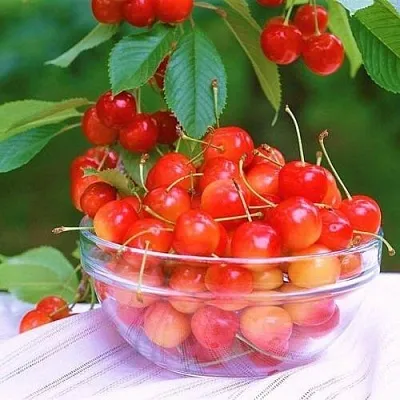 Черешня НАСЛАЖДЕНИЕ  Черешня НАСЛАЖДЕНИЕ в Москве