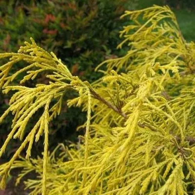 Кипарисовик ВАВЕЛ горохоплодный — описание сорта Кипарисовик ВАВЕЛ горохоплодный в Москве