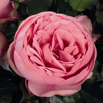 Саженцы роз ХЭППИ ПИАНО чайно-гибридная  Саженцы роз ХЭППИ ПИАНО чайно-гибридная в Москве