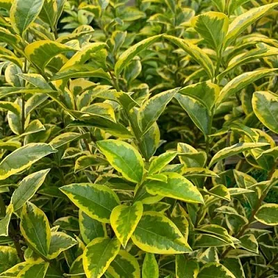 Бирючина АУРЕУМ овальнолистная  Бирючина АУРЕУМ овальнолистная в Москве