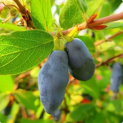 Жимолость съедобная БОРЕАЛ БЛИЗЗАРД (СЕВЕРНАЯ МЕТЕЛЬ) в Москве