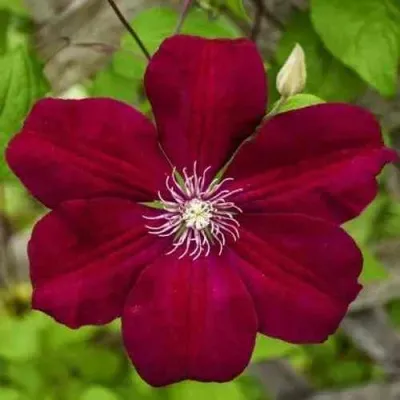 Клематис РУЖ КАРДИНАЛ — описание сорта Клематис РУЖ КАРДИНАЛ в Москве