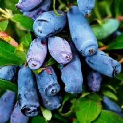 Жимолость съедобная ВОЛХОВА — описание сорта Жимолость съедобная ВОЛХОВА в Москве