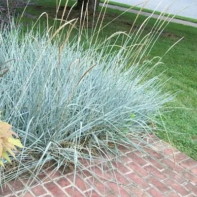 Элимус БЛЮ ДЮН песчаный  Элимус БЛЮ ДЮН песчаный в Москве