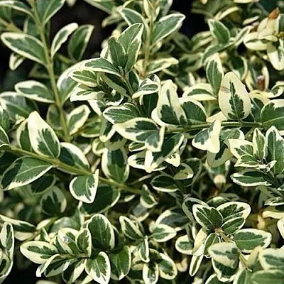 Бирючина ВАРИЕГАТУМ овальнолистная  Бирючина ВАРИЕГАТУМ овальнолистная в Москве