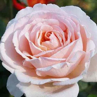 Саженцы роз АНДРЕ ЛЕ НОТР чайно-гибридная  Саженцы роз АНДРЕ ЛЕ НОТР чайно-гибридная в Москве