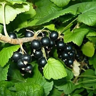Смородина чёрная ВЕЛОЙ (ЛЕНИНГРАДСКАЯ СЛАДКАЯ) — описание сорта Смородина чёрная ВЕЛОЙ (ЛЕНИНГРАДСКАЯ СЛАДКАЯ) в Москве