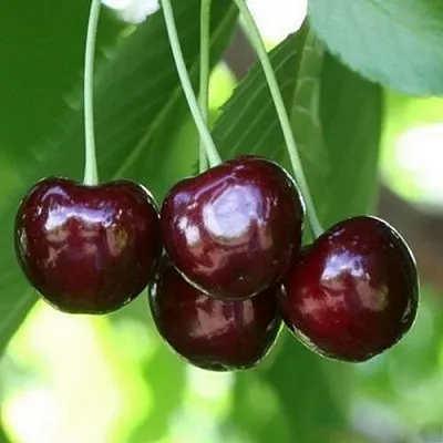 Черешня ЛЕНИНГРАДСКАЯ ЧЁРНАЯ  Черешня ЛЕНИНГРАДСКАЯ ЧЁРНАЯ в Москве
