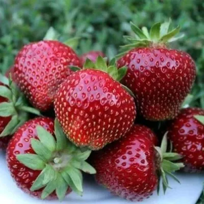 Клубника МАЛЬВИНА в Москве