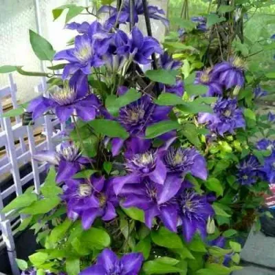 Клематис МУЛЬТИ БЛЮ в Москве