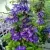 Клематис МУЛЬТИ БЛЮ в Москве
