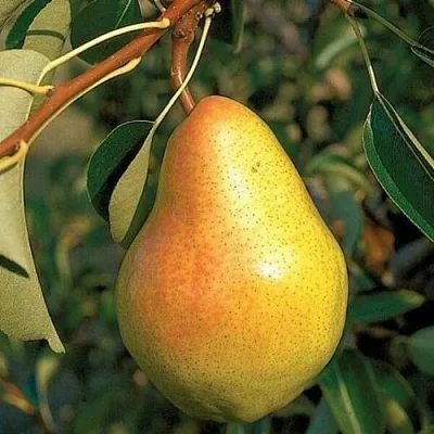 Груша ВЕЛЕСА  Груша ВЕЛЕСА в Москве