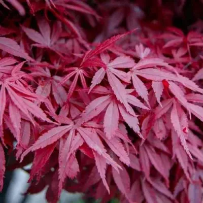 Клен дланевидный АТРОПУРПУРЕУМ — описание сорта Клен дланевидный АТРОПУРПУРЕУМ в Москве