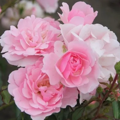 Саженцы роз БОНИКА флорибунда — описание сорта Саженцы роз БОНИКА флорибунда в Москве