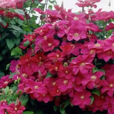 Клематис РУЖ КАРДИНАЛ — описание сорта Клематис РУЖ КАРДИНАЛ в Москве