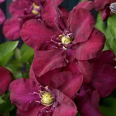 Клематис ЯН III СОБЕСКИ  Клематис ЯН III СОБЕСКИ в Москве