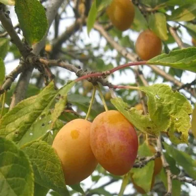 Слива НАТАША в Москве