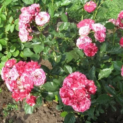 Саженцы роз АРРОУ ФОЛИЕС спрей — описание сорта Саженцы роз АРРОУ ФОЛИЕС спрей в Москве