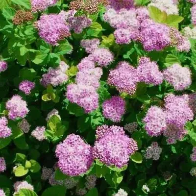 Спирея ПИНК СПАРКЛЕР — описание сорта Спирея ПИНК СПАРКЛЕР в Москве