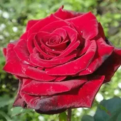 Саженцы роз ГРАНД ГАЛА чайно-гибридная  Саженцы роз ГРАНД ГАЛА чайно-гибридная в Москве