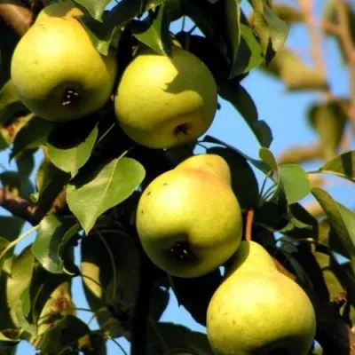 Груша НЕЖНОСТЬ колонновидная	 — описание сорта Груша НЕЖНОСТЬ колонновидная	 в Москве