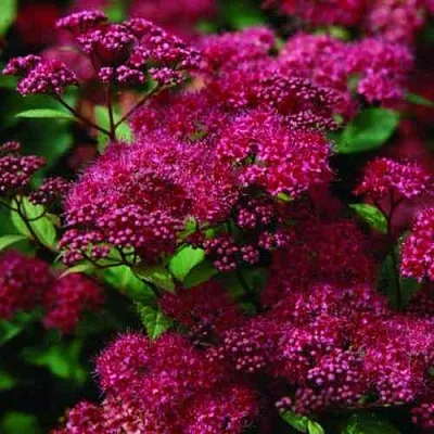 Спирея АНТОНИ ВАТЕРЕР японская  Спирея АНТОНИ ВАТЕРЕР японская в Москве