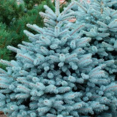 Ель СУПЕР БЛЮ СИДЛИНГ колючая в Москве