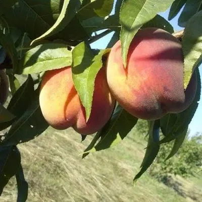 Персик СОФГАФЕН — описание сорта Персик СОФГАФЕН в Москве