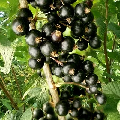 Смородина черная БЕН ТИРЕН  Смородина черная БЕН ТИРЕН в Москве