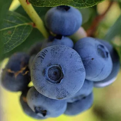 Средние сорта в Москве