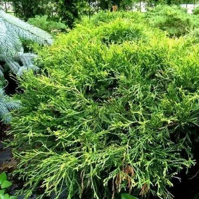 Кипарисовик ФИЛИФЕРА АУРЕА ВАРИЕГАТТА горохоплодный — описание сорта Кипарисовик ФИЛИФЕРА АУРЕА ВАРИЕГАТТА горохоплодный в Москве