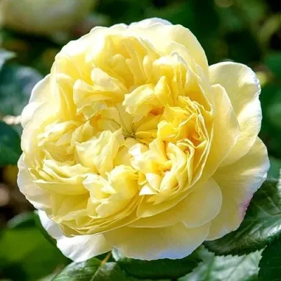 Саженцы роз ЧАРЛЬЗ ДАРВИН английская в Москве