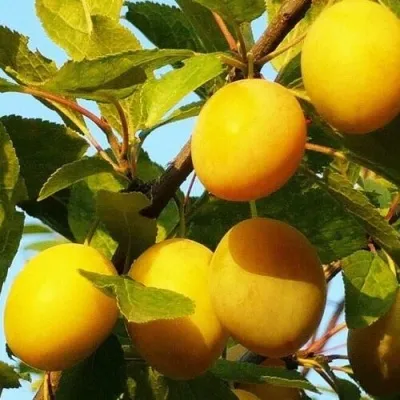 Слива ЗОЛОТАЯ КАПЛЯ в Москве