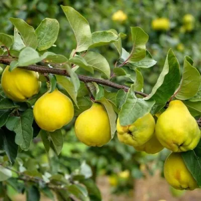 Айва ТРИУМФ — описание сорта Айва ТРИУМФ в Москве