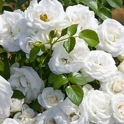 Саженцы роз НЕЖ ДЕ ТЕ мускусная  Саженцы роз НЕЖ ДЕ ТЕ мускусная в Москве