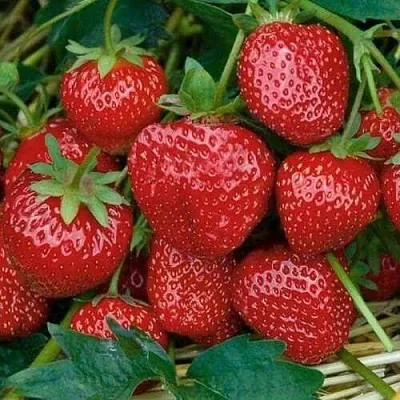 Клубника СЕЛЬВА ремонтантная  Клубника СЕЛЬВА ремонтантная в Москве