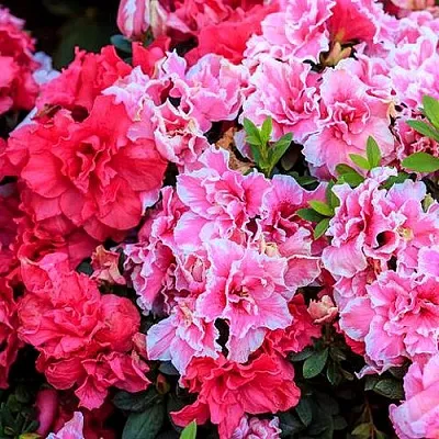 Декоративные растения  Декоративные растения в Москве