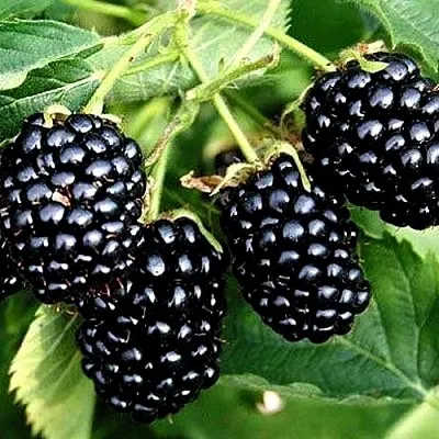 Ежевика ПРАЙМ АРК ТРЕВЕЛЕР ремонтантная  Ежевика ПРАЙМ АРК ТРЕВЕЛЕР ремонтантная в Москве