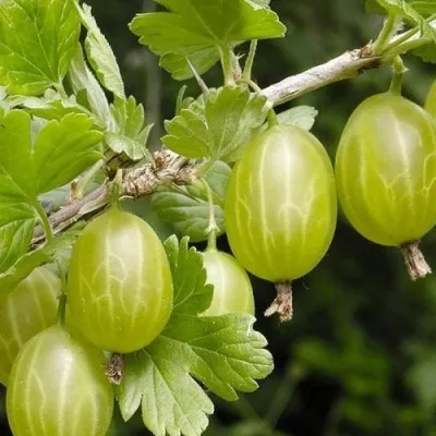 Крыжовник УРАЛЬСКИЙ ИЗУМРУД — описание сорта Крыжовник УРАЛЬСКИЙ ИЗУМРУД в Москве