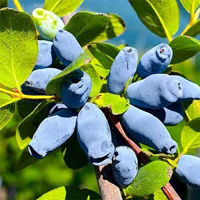 Жимолость съедобная АВРОРА в Москве