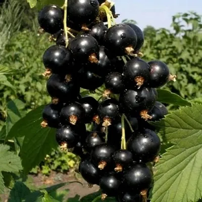 Смородина чёрная ВИНОГРАДНАЯ — описание сорта Смородина чёрная ВИНОГРАДНАЯ в Москве