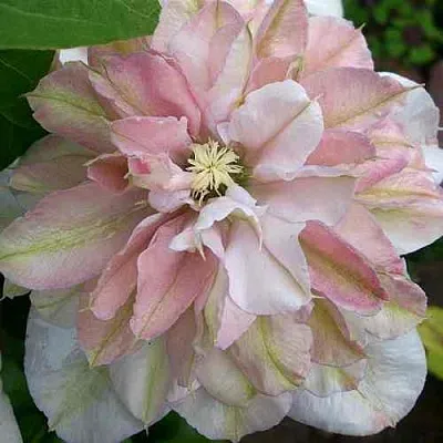 Клематис ИННОСЕНТ БЛАШ  Клематис ИННОСЕНТ БЛАШ в Москве