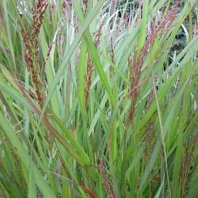 Просо ВЭРРИОР прутьевидное  Просо ВЭРРИОР прутьевидное в Москве