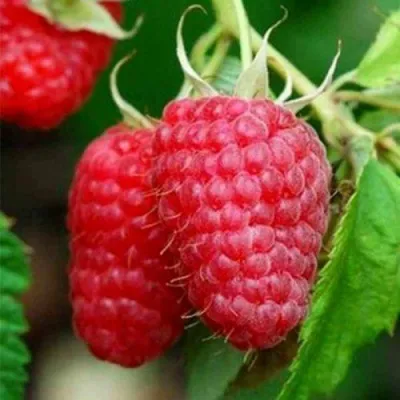 Малина ТУЛАМИН — описание сорта Малина ТУЛАМИН в Москве