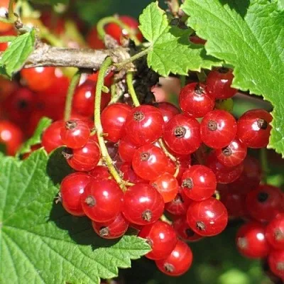 Смородина красная РАЧКОВСКАЯ в Москве