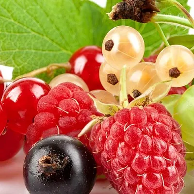 Плодовые кустарники  Плодовые кустарники в Москве