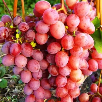 Виноград КИШМИШ КРАСНЫЙ в Москве