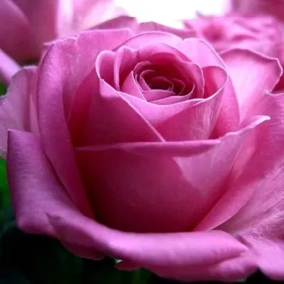 Саженцы роз ЭЙФЕЛЕВА БАШНЯ чайно-гибридная в Москве