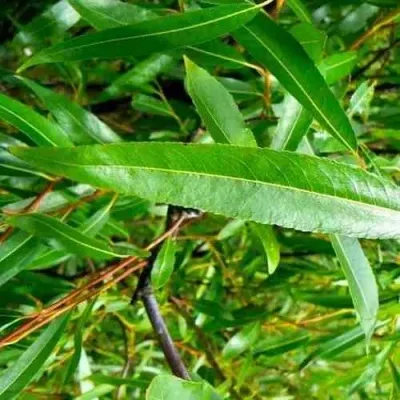 Ива ломкая  в Москве