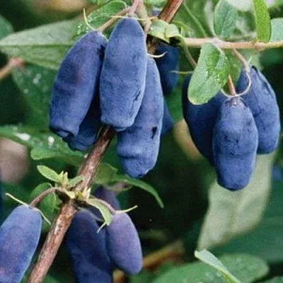 Жимолость съедобная ЛАЗУРНАЯ в Москве